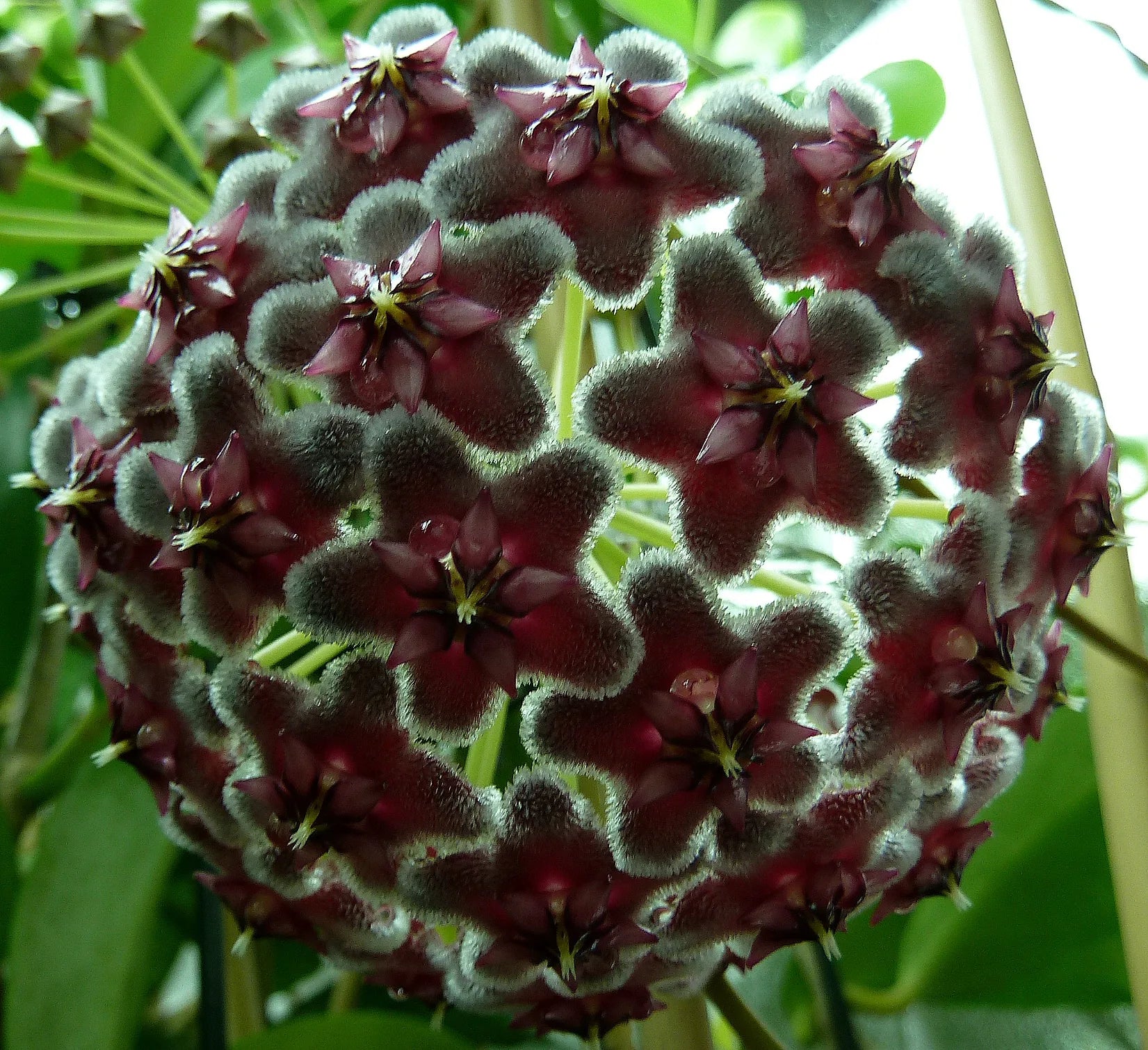 Black Hoya Flower seeds for Planting Vibrant Colors Heirloom & GMO Free Seeds for Home Garden