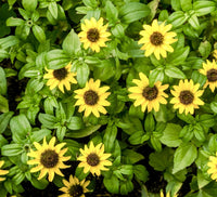 Sanvitalia Procumbens Flower seeds for Planting Hardy Variety Heirloom & GMO Free Seeds for Home Garden