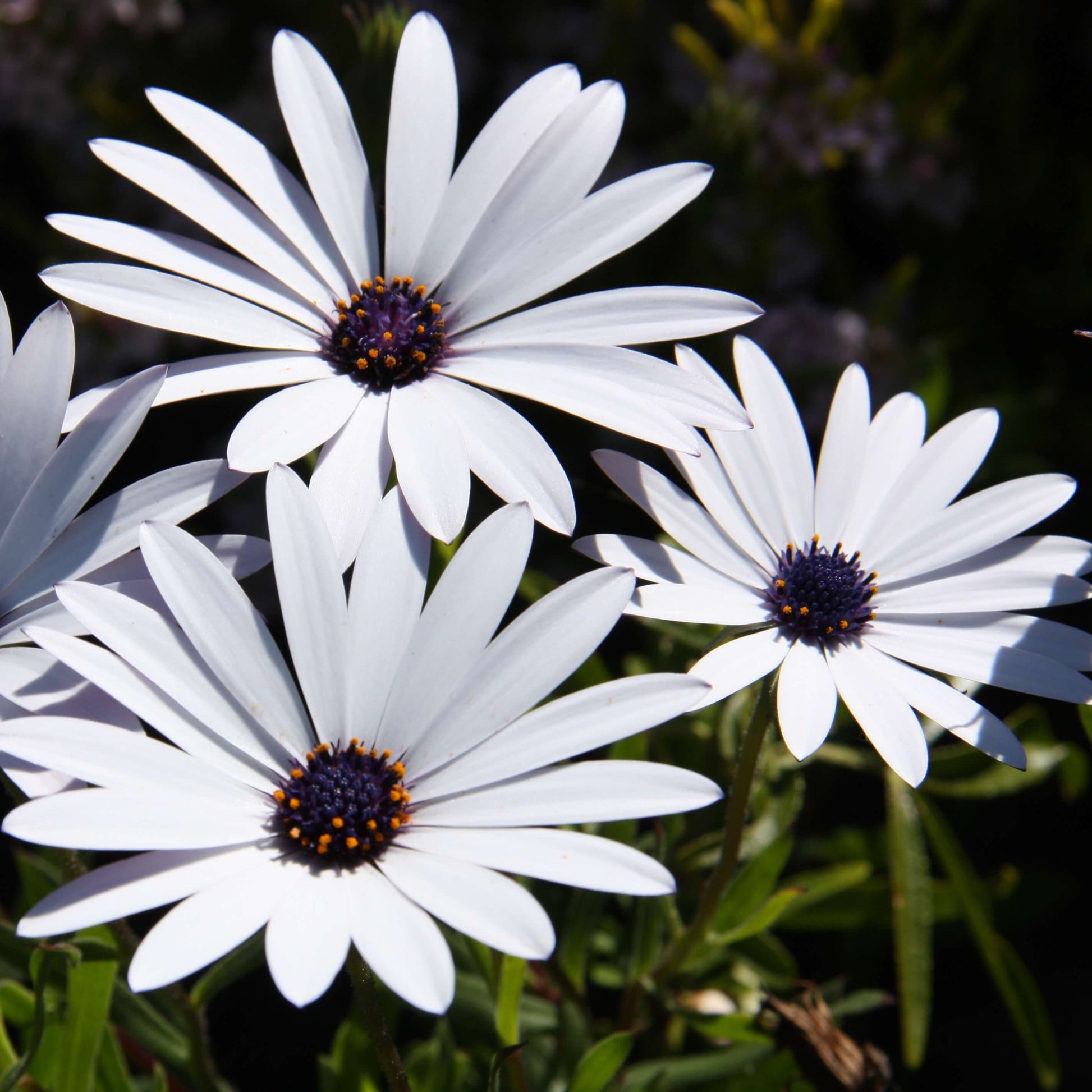 White Osteospermum Flower seeds for Planting - Bright Blooms, Heirloom & GMO Free Seeds for Home Garden