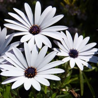 White Osteospermum Flower seeds for Planting - Bright Blooms, Heirloom & GMO Free Seeds for Home Garden