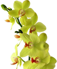 Green Phalaenopsis Flower Seeds for Planting Sun Loving Heirloom & GMO Free Seeds for Home Garden
 
 Sale