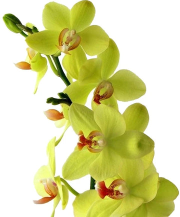 Green Phalaenopsis Flower Seeds for Planting Sun Loving Heirloom & GMO Free Seeds for Home Garden
 
 Sale