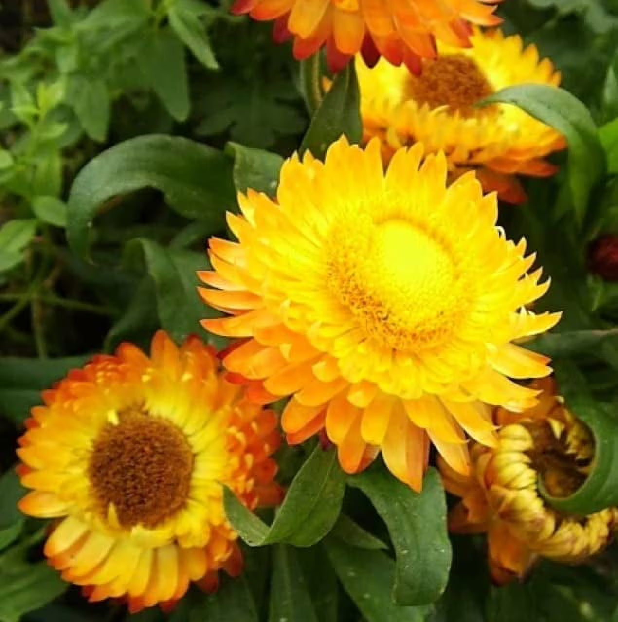 Yellow Strawflower Flower Planting Seeds