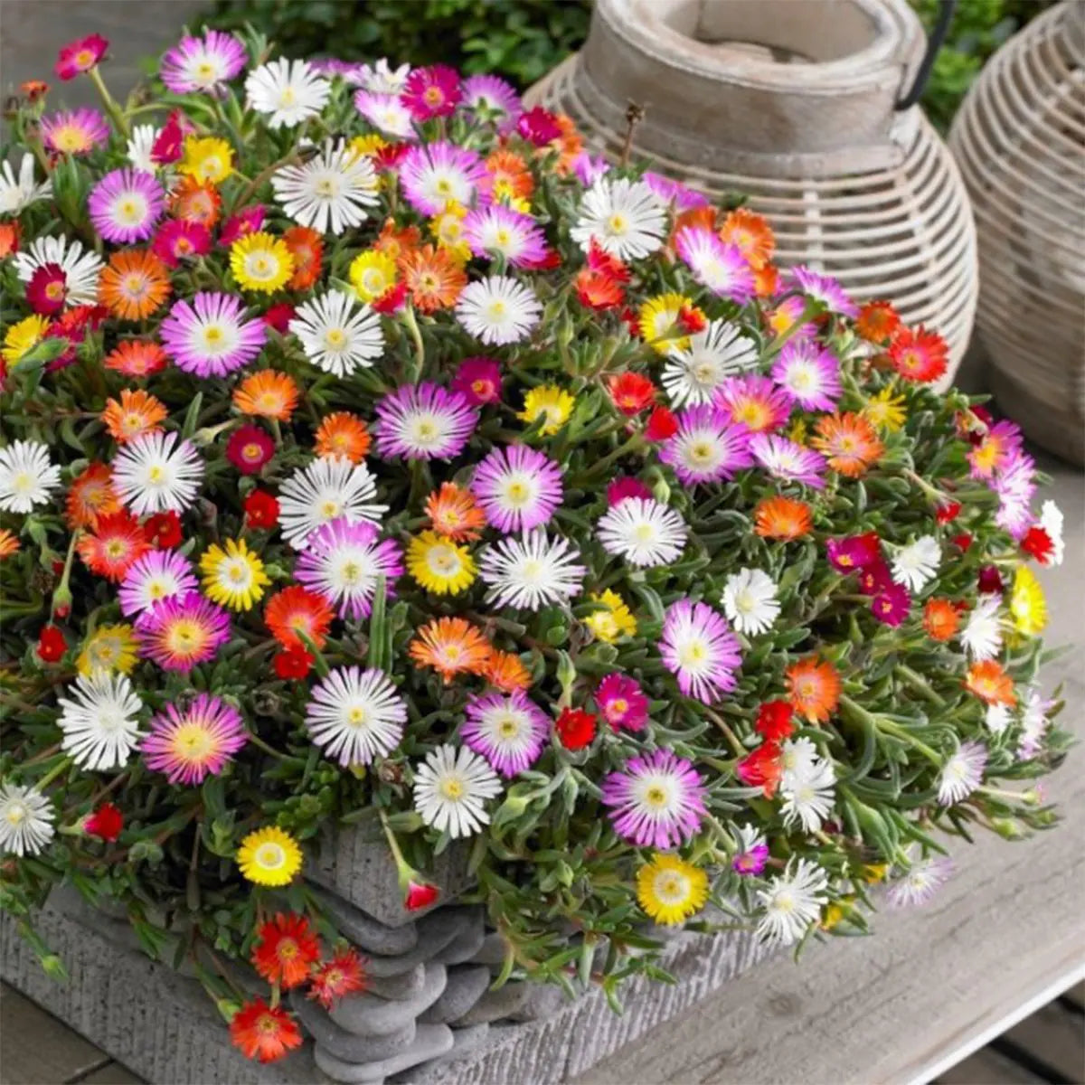 Mixed Ice Flower seeds for Planting Vibrant Colors Heirloom & GMO Free Seeds for Home Garden
 
 Sale