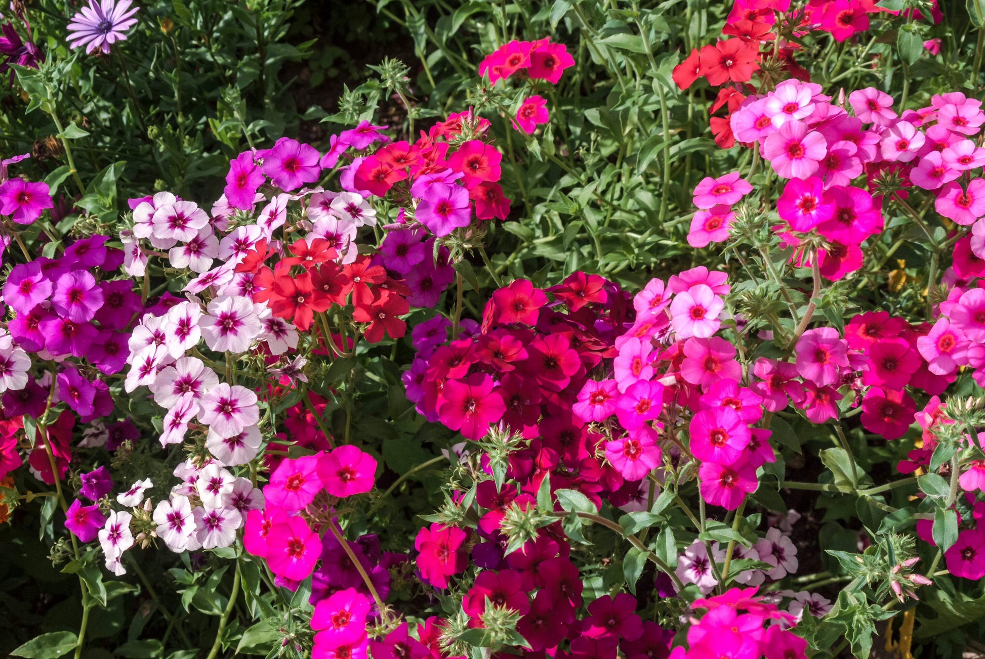 Mixed Drummond Flower seeds for Planting - Sun Loving, Heirloom & GMO Free Seeds for Home Garden