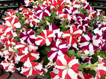 Ultra Star Petunia Violacea Flower seeds for Planting Vibrant Colors Heirloom & GMO Free Seeds for Home Garden