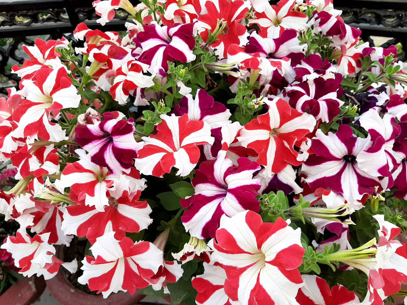 Ultra Star Petunia Violacea Flower seeds for Planting Vibrant Colors Heirloom & GMO Free Seeds for Home Garden