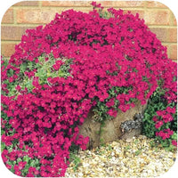 Pink Aubrieta Flower seeds for Planting - Low Maintenance, Heirloom & GMO Free Seeds for Home Garden