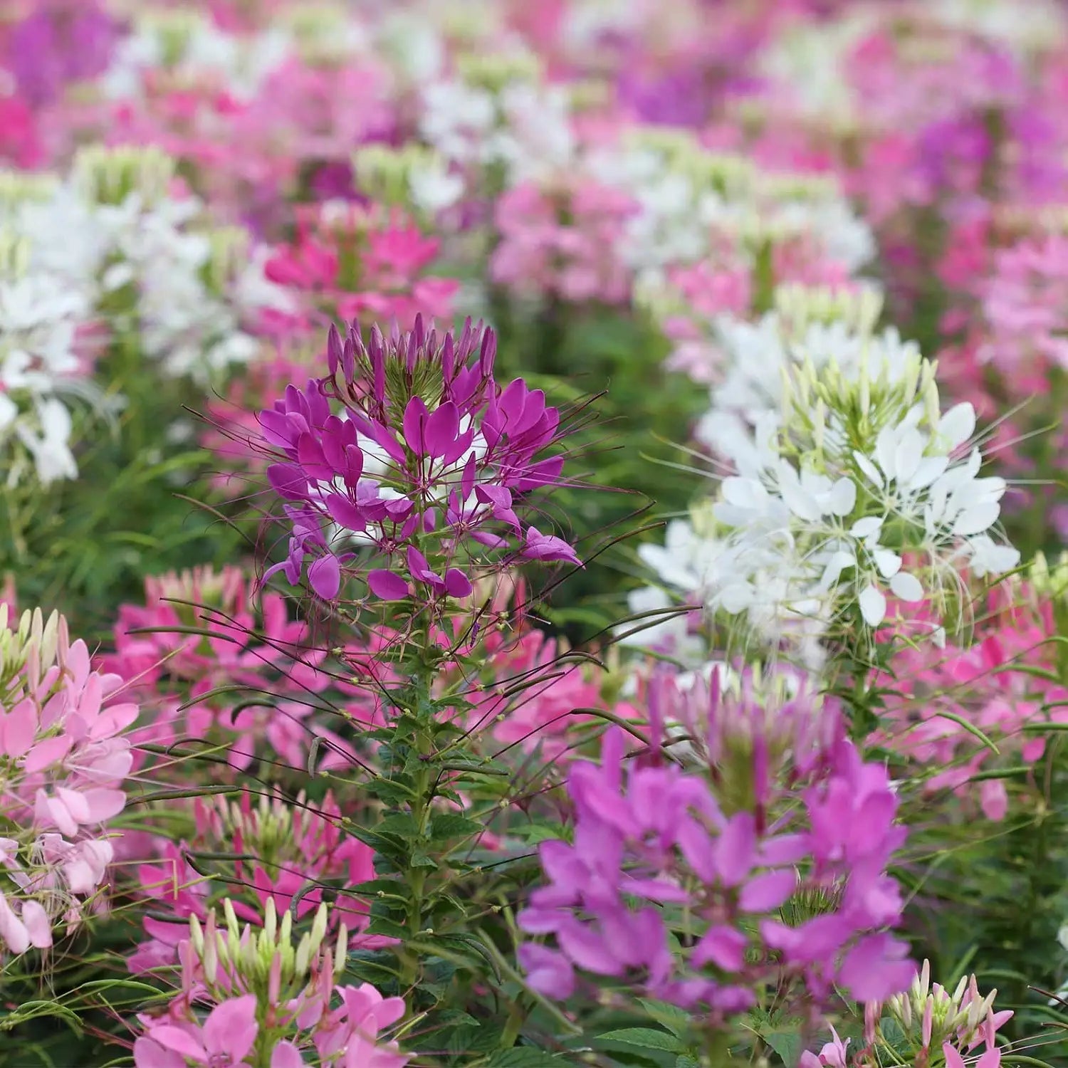 Cleome Flower seeds for Planting Shade Tolerant Heirloom & GMO Free Seeds for Home Garden