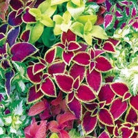 Pink Green Coleus Cottage Garden Essential Heirloom & GMO Free Seeds for Home Garden
 
 Sale