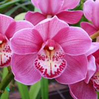 Nema Cymbidium Orchid Flower seeds for Planting - Drought Tolerant, Heirloom & GMO Free Seeds for Home Garden