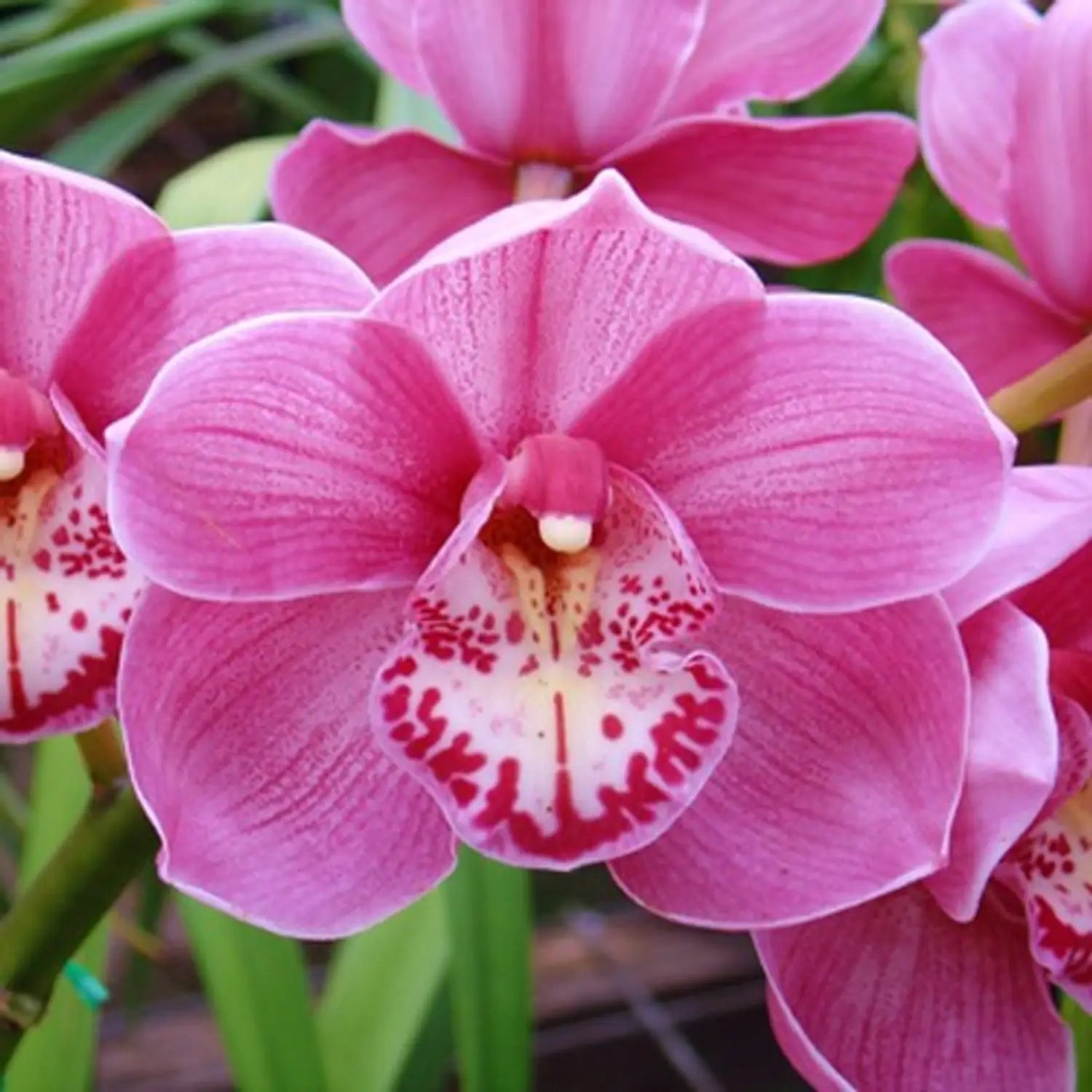 Butterfly Orchid Flower seeds for Planting - Easy to Grow, Heirloom & GMO Free Seeds for Home Garden