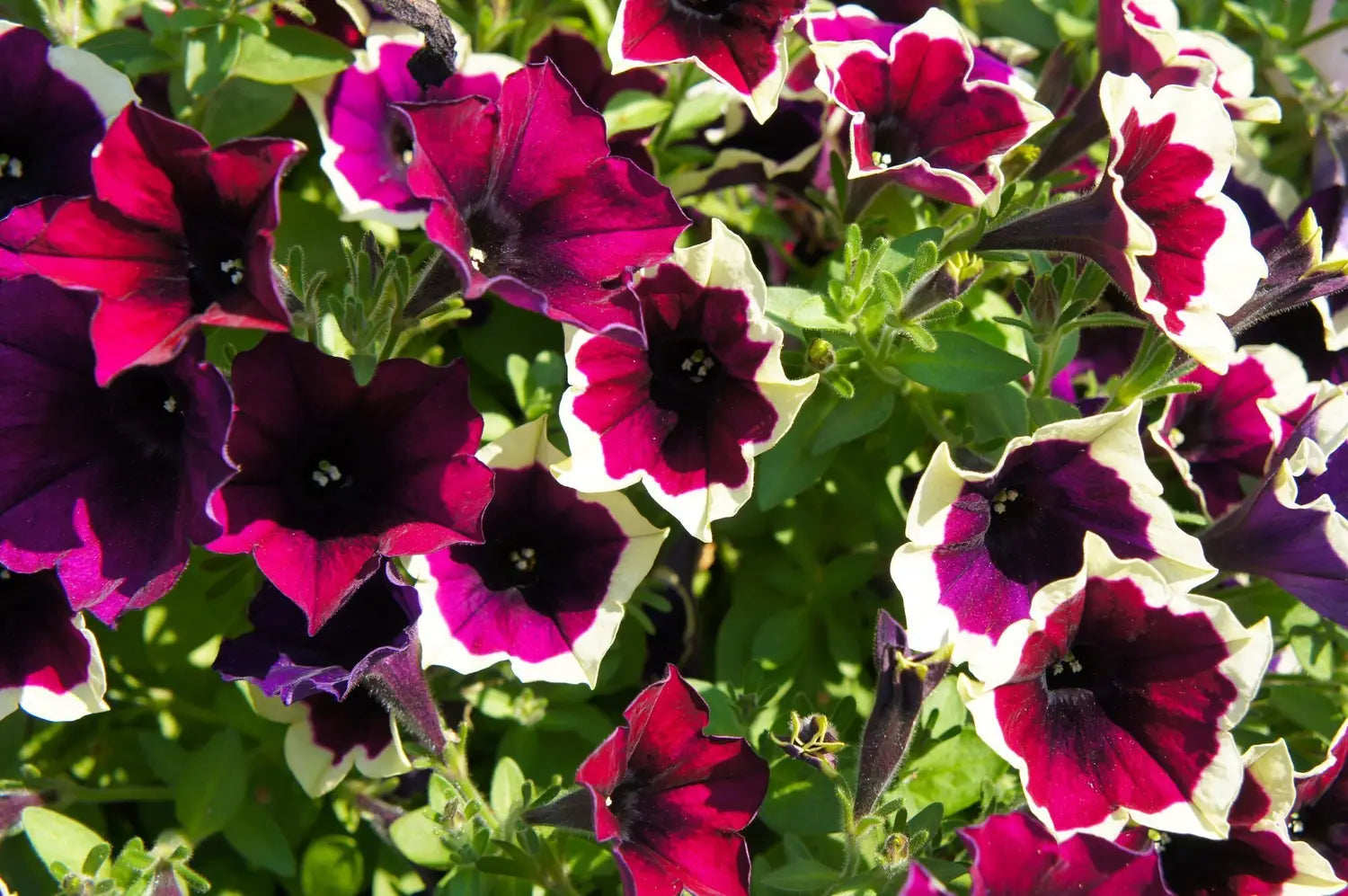 Cascadia Flower seeds for Planting Vibrant Colors Heirloom & GMO Free Seeds for Home Garden