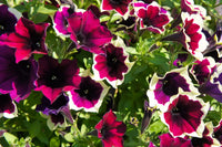Cascadia Flower seeds for Planting Vibrant Colors Heirloom & GMO Free Seeds for Home Garden