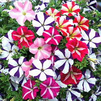 Tango Mixed Flower Seeds for Planting