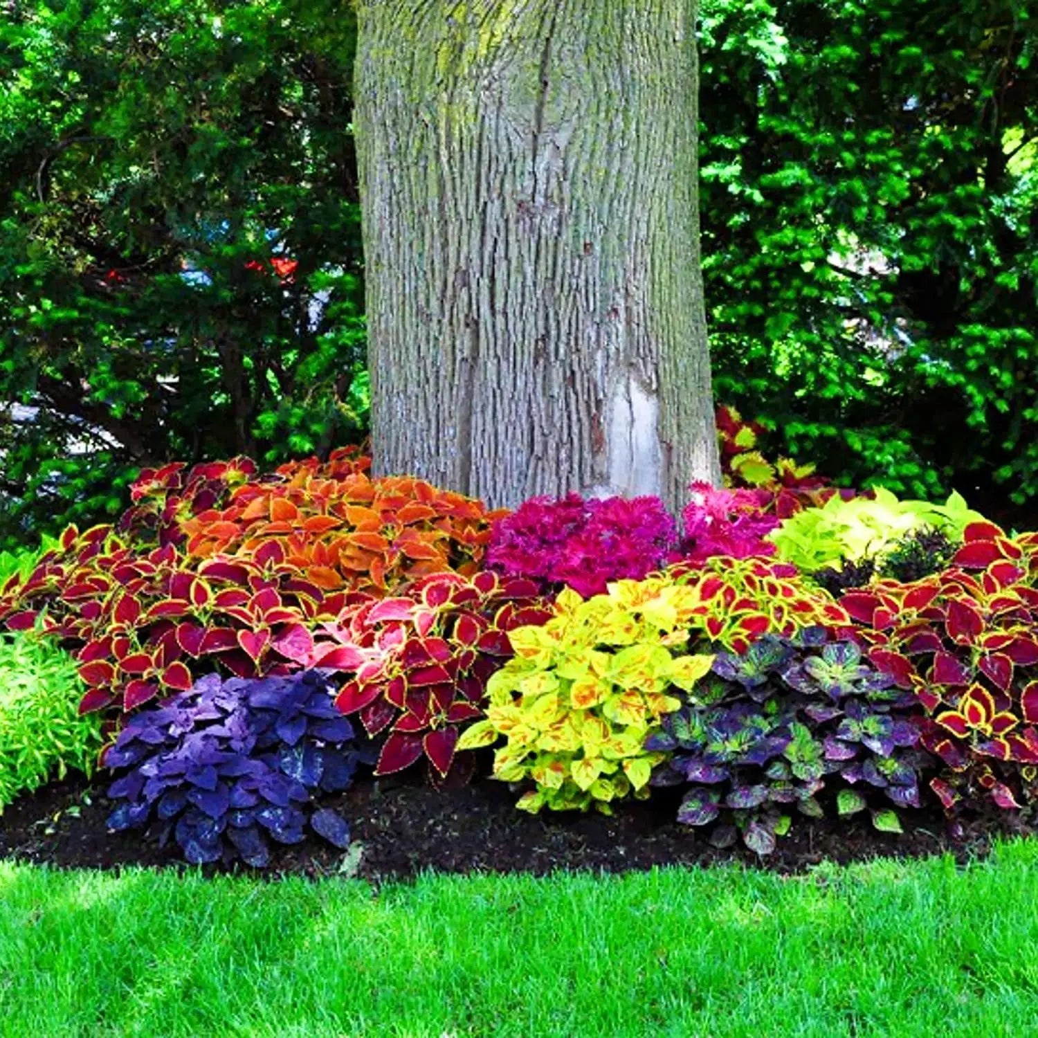 Hosta Coleus Flower seeds for Planting - Compact Growth, Heirloom & GMO Free Seeds for Home Garden