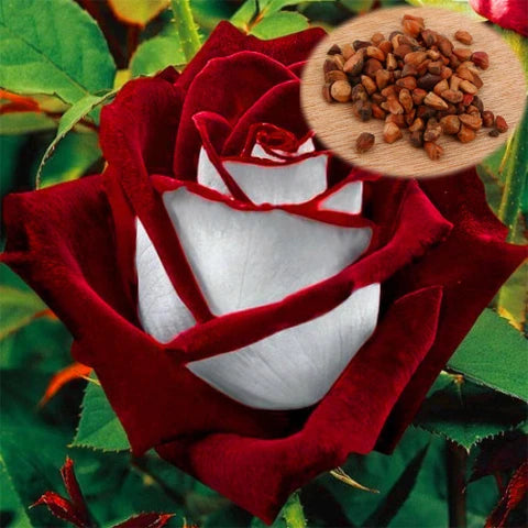 Mixed Osiria Rose Flower Seeds for Planting Cottage Garden Essential Heirloom & GMO Free Seeds for Home Garden
 
 Sale