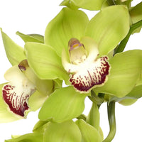 Green Phalaenopsis Flower seeds for Planting - Drought Tolerant, Heirloom & GMO Free Seeds for Home Garden