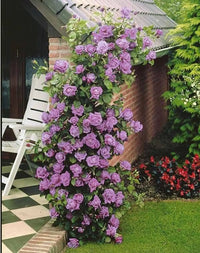 Purple Climbing Rose Flower Seeds for Planting Vibrant Colors Heirloom & GMO Free Seeds for Home Garden
 
 Sale