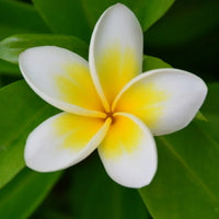 Yellow Egg Flower Seeds: Perfect for Planting & Gardening