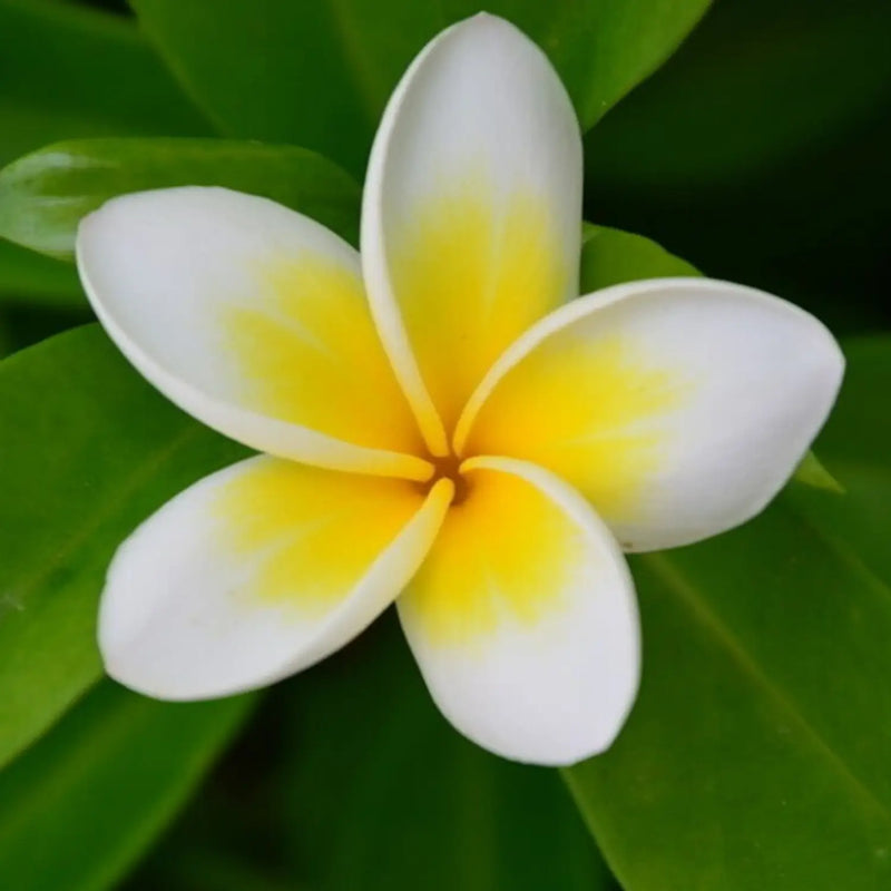Yellow Egg Flower Seeds: Perfect for Planting & Gardening