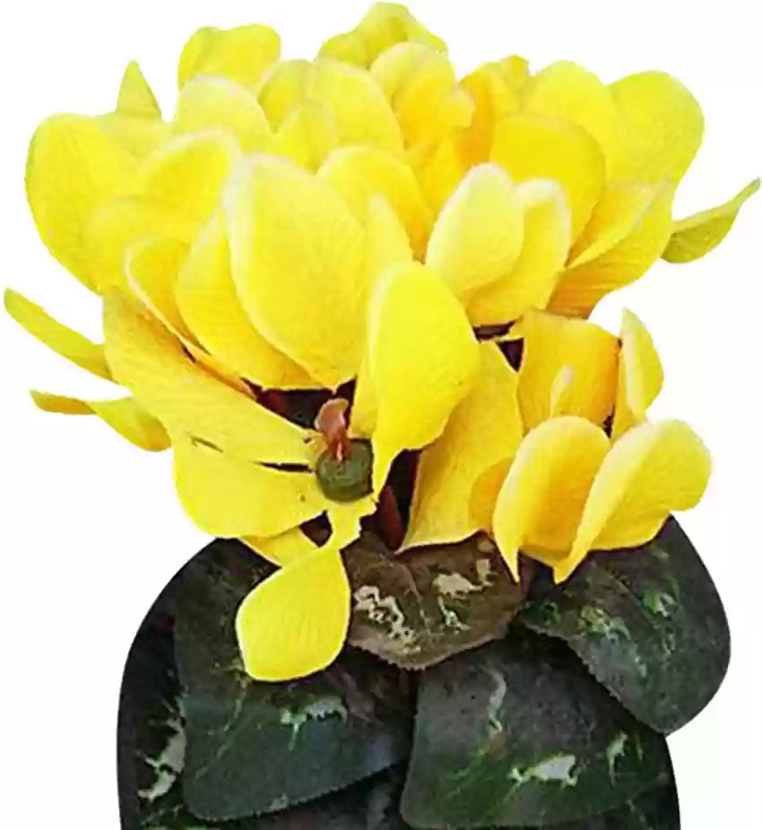 Light Yellow Cyclamen Flower seeds for Planting - Long Bloom Season, Heirloom & GMO Free Seeds for Home Garden
 
 Sale seeds for home garden