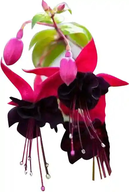 Maroon Red Fuchsia Flower Seeds for Planting Cottage Garden Essential Heirloom & GMO Free Seeds for Home Garden
 
 Sale