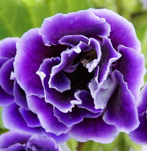 Violet White Gloxinia Flower Seeds for Planting Sun Loving Heirloom & GMO Free Seeds for Home Garden
 
 Sale