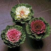 Violet Red Brassica Oleracea Flower Seeds for Planting Cut Flower Favorite Heirloom & GMO Free Seeds for Home Garden
 
 Sale