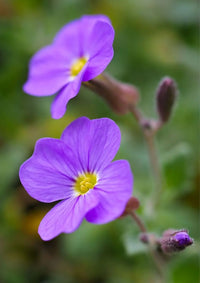 Aubretia Flower seeds for Planting Premium Quality Heirloom & GMO Free Seeds for Home Garden 
 
 Sale