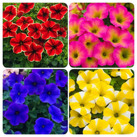 Tacoli Bonsai Petunia Flower seeds for Planting Seasonal Bloomer Heirloom & GMO Free Seeds for Home Garden