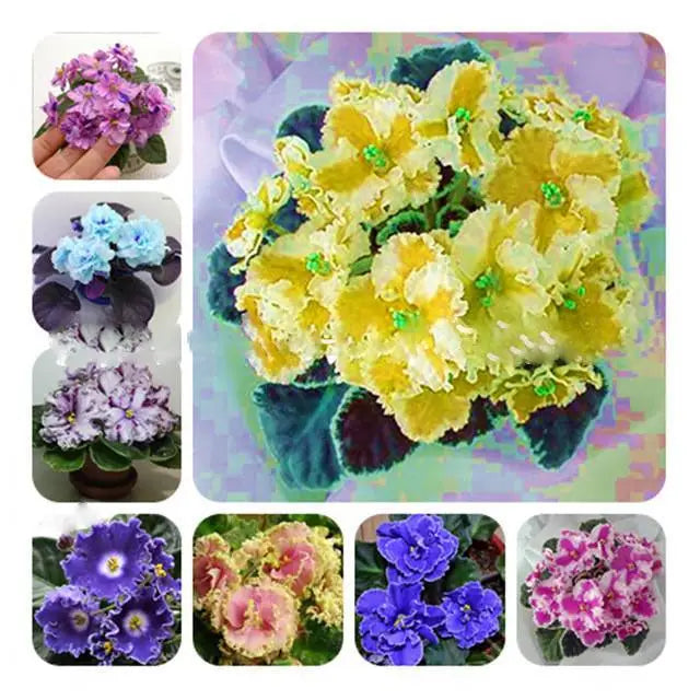 Mixed Color EveningScented Flower Seeds for Planting Bright Blooms Heirloom & GMO Free Seeds for Home Garden
 
 Sale