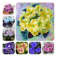 Mixed Color EveningScented Flower Seeds for Planting Bright Blooms Heirloom & GMO Free Seeds for Home Garden
 
 Sale
