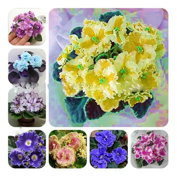 Mixed Color EveningScented Flower Seeds for Planting Bright Blooms Heirloom & GMO Free Seeds for Home Garden
 
 Sale