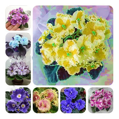 100 Pcs