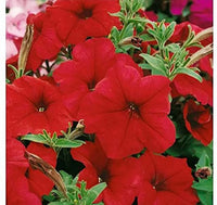 Petunia Supercascade Red Flower seeds for Planting - Wildflower Mix, Heirloom & GMO Free Seeds for Home Garden