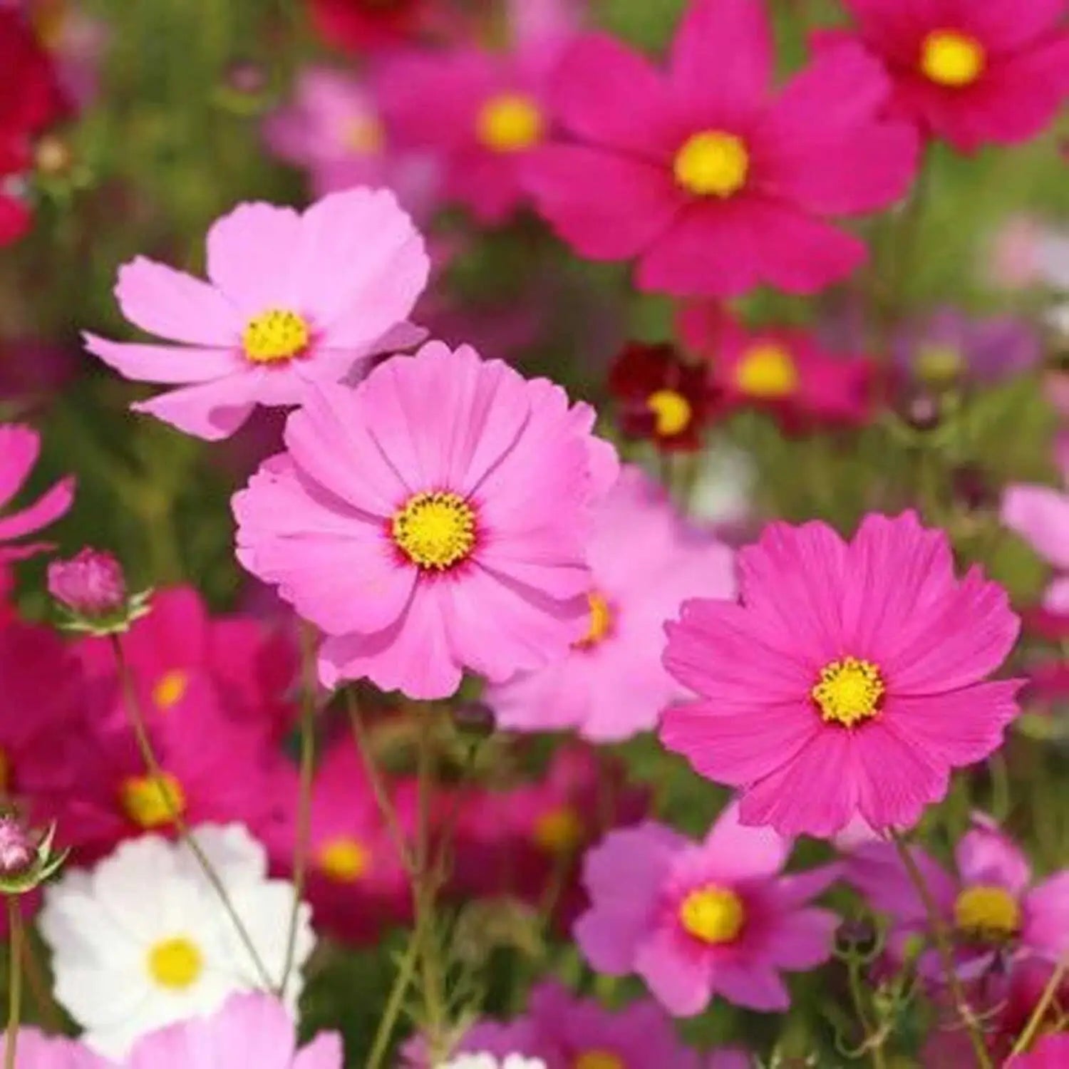 Crazy Mix Cosmos Flower seeds for Planting - Perfect for Borders, Heirloom & GMO Free Seeds for Home Garden