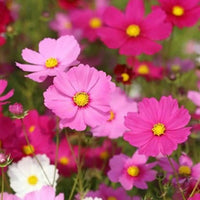 Crazy Mix Cosmos Flower seeds for Planting - Perfect for Borders, Heirloom & GMO Free Seeds for Home Garden
