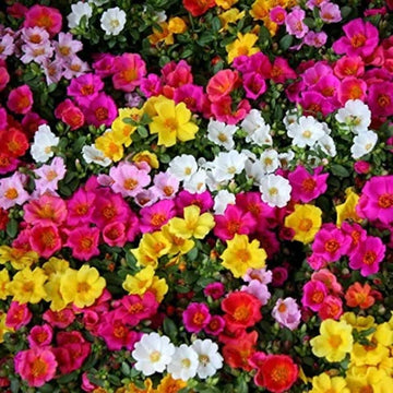 Mixed Helianthemum Mutabile Flower Planting Seeds  Bright & Colorful Annuals for Your Garden