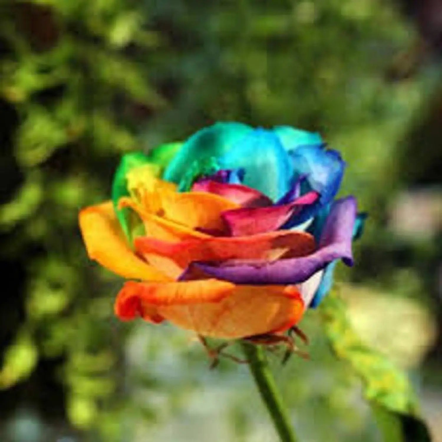 Green MultiColor Rose Flower Seeds for Planting Low Maintenance Heirloom & GMO Free Seeds for Home Garden
 
 Sale