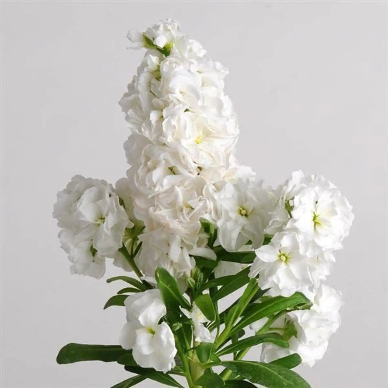 Heirloom Matthiola Flower seeds for Planting Vibrant Colors Heirloom & GMO Free Seeds for Home Garden