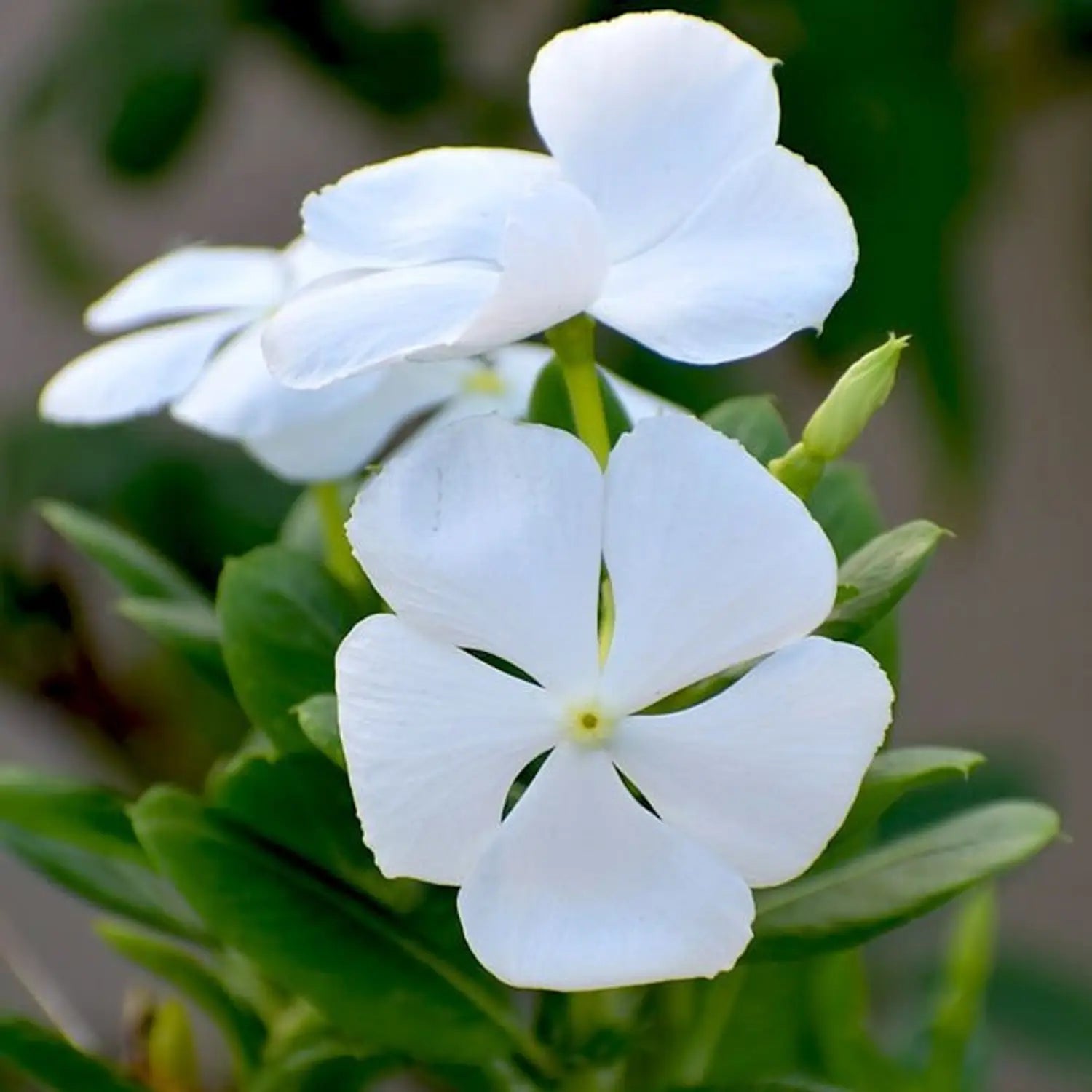 White Periwinkle Flower seeds for Planting - Perfect for Borders, Heirloom & GMO Free Seeds for Home Garden