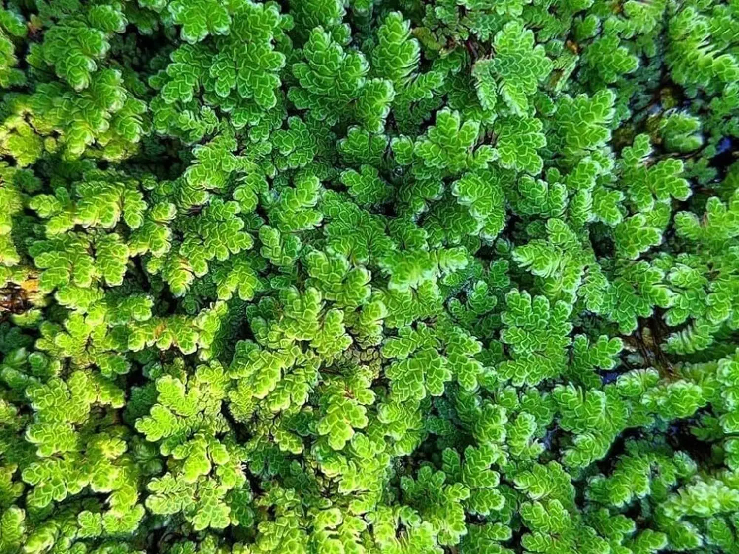 Gray Crested Fern Flower seeds for Planting - Premium Quality, Heirloom & GMO Free Seeds for Home Garden