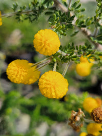 Acacia Yellow Perennial Flower Seeds for Planting | Easy to Grow Garden Seeds