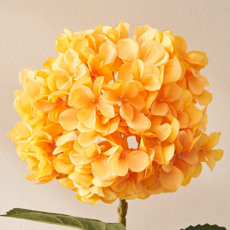 Peach Hydrangea Flower seeds for Planting - Garden Favorite, Heirloom & GMO Free Seeds for Home Garden