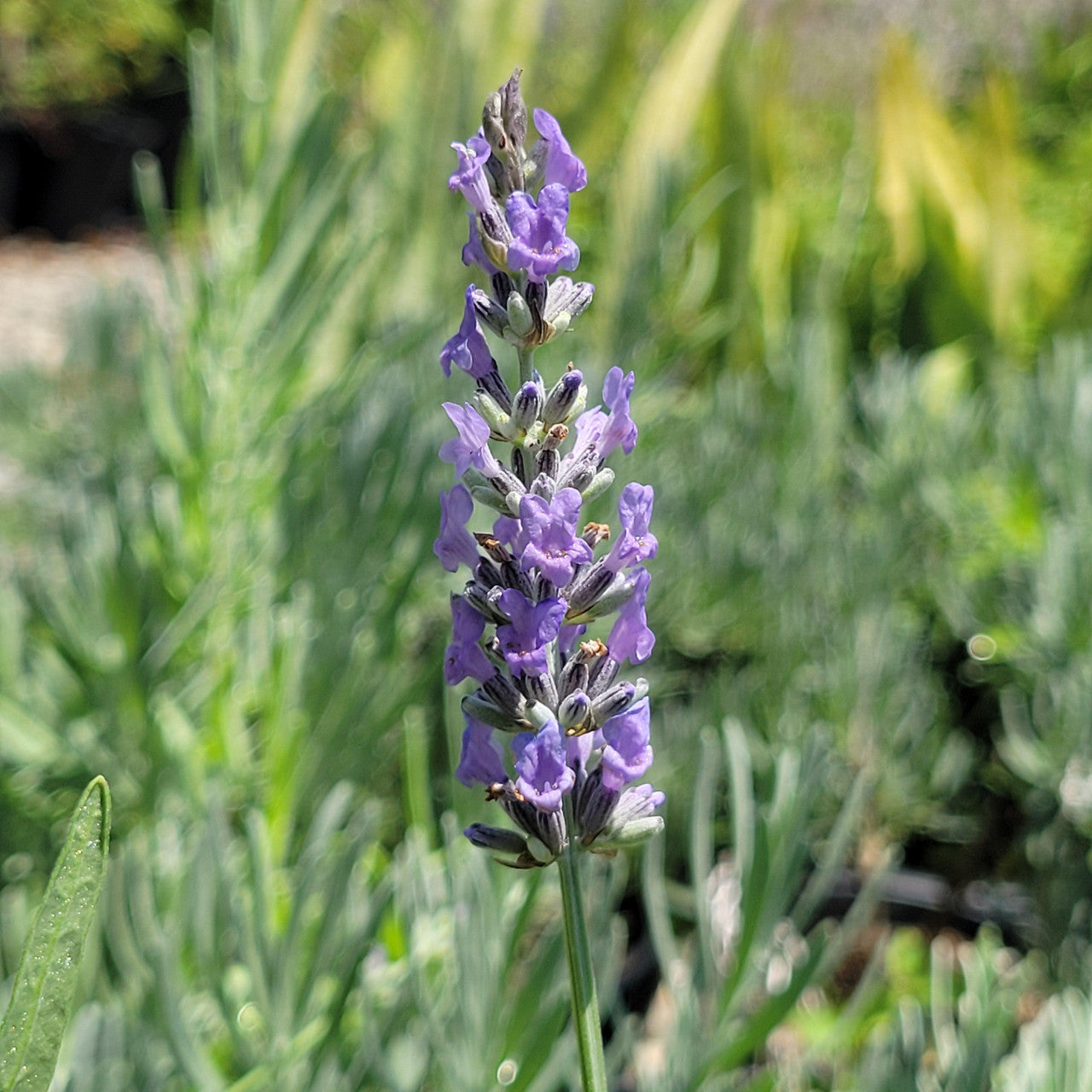 Provence Lavender Planting Seeds - Grow Elegant Perennial Flowers