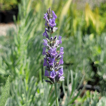 Provence Lavender Planting Seeds - Grow Elegant Perennial Flowers