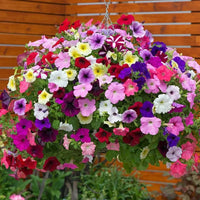 Pink Violet Hanging Petunia Flower Seeds for Planting Heirloom NONGMO Seeds Beautiful Garden Blooms 
 
 Sale
