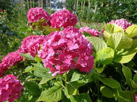 Yellow Pink Hydrangea Flower seeds for Planting - Drought Tolerant, Heirloom & GMO Free Seeds for Home Garden