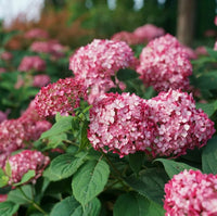 White Pink Hydrangea Flower seeds for Planting Low Maintenance Heirloom & GMO Free Seeds for Home Garden 
 
 Sale